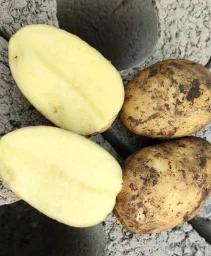 Сорт картофеля Аризона 1