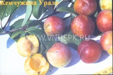 Сорт сливы китайской Жемчужина Урала 0