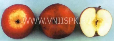 Сорт яблони Вишневая 0