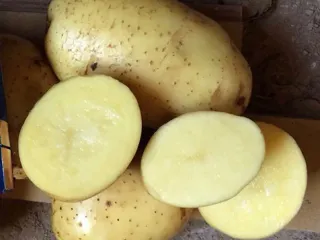 Сорт картофеля Бриз
