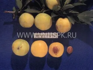 Сорт сливы китайской Хабаровская Желтая