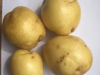 Сорт картофеля Молли