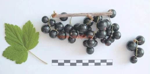 Сорт смородины черной Гармония 0