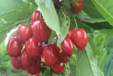 Сорт черешни Камелия 0