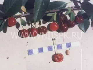 Сорт вишни Шаринская