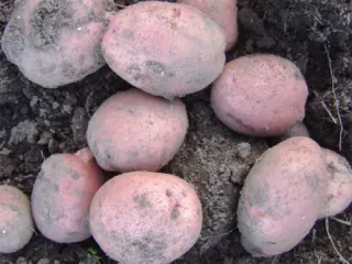 Сорт картофеля Хозяюшка