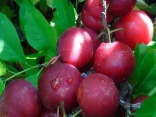 Сорт сливы китайской Красносельская