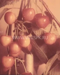 Сорт черешни Голубушка 1
