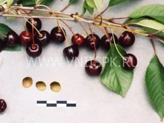 Сорт вишни Брюнетка