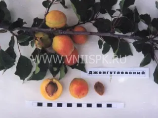 Сорт абрикоса Дженгутаевский