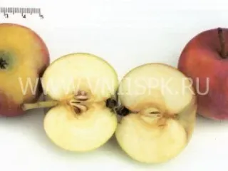 Сорт яблони Казачка Кубанская