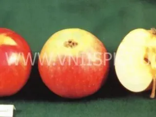 Сорт яблони Бен-Девис
