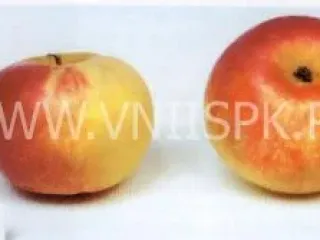 Сорт яблони Ермаковское Горное