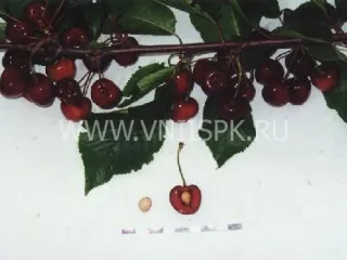 Сорт черешни Долорес