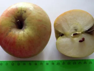 Сорт яблони Орион