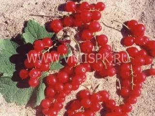 Сорт смородины красной Эрстлинг Аус Фирланден