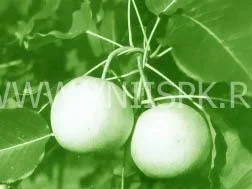 Сорт груши Сибирячка 0