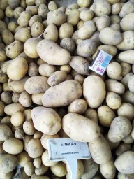 Сорт картофеля Лига 0
