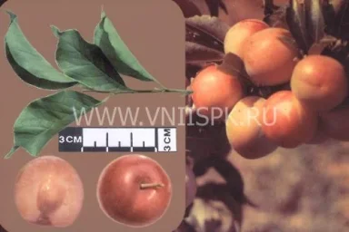 Сорт сливы китайской Находка Бурятии 0