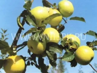 Сорт яблони Долинское