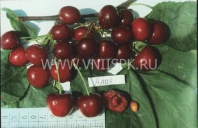 Сорт черешни Алая 0
