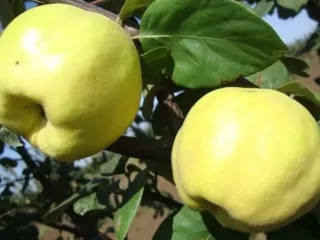 Сорт айвы Осенний Сувенир