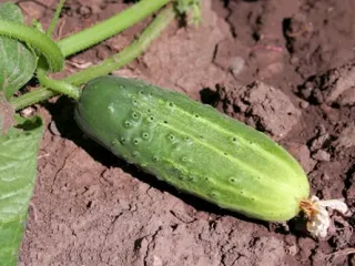 Сорт огурца Парижский корнишон