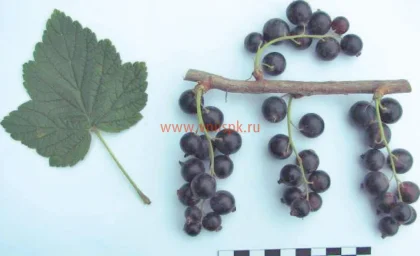 Сорт смородины черной Бурая Дальневосточная (Бурая Фаворской) 0