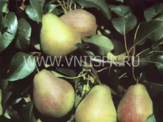 Сорт груши Велеса (Дочь Отличной)