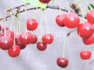 Сорт вишни Звезда