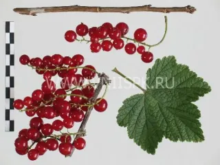 Сорт смородины красной Красная Андрейченко