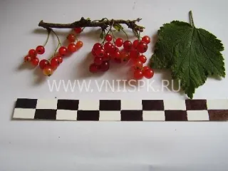 Сорт смородины красной Лапландия