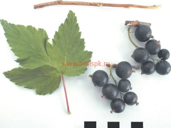Сорт смородины черной Перепел 0