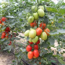 Сорт томата Каскад 0