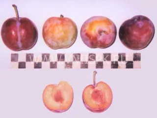 Сорт сливы домашней Предгорная