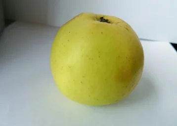 Сорт яблони Народное 2