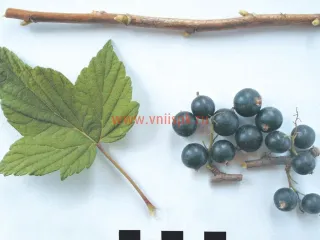 Сорт смородины черной Ранняя Потапенко