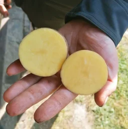 Сорт картофеля Бернина 1