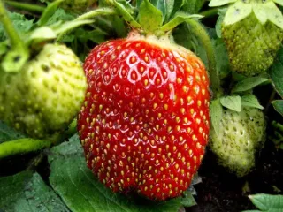 Сорт клубники Рубиновый кулон