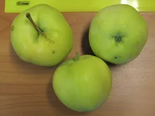 Сорт яблони Папироянтарное