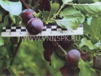Сорт сливы китайской Чемальская Синяя 0
