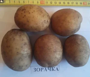 Сорт картофеля Зорачка 0