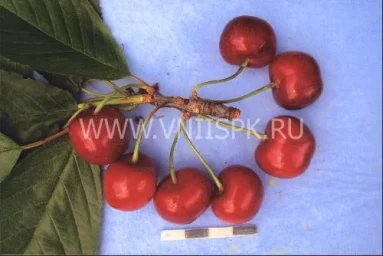 Сорт черешни Деметра 0
