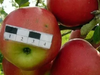Сорт яблони Красный Дар
