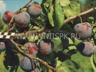 Сорт сливы домашней Ренклод Мичуринский