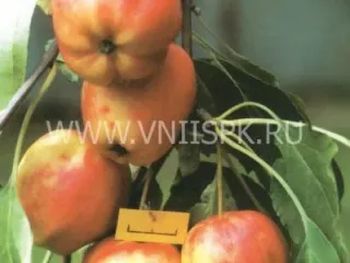 Сорт яблони Кулундинское