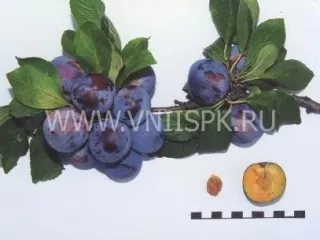 Сорт сливы домашней Ренклод Советский