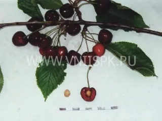 Сорт черешни Любимица Корвацкого