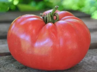 Сорт томата Король королей