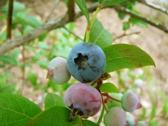 Сорт голубики Норт блю (Норд блю) 0